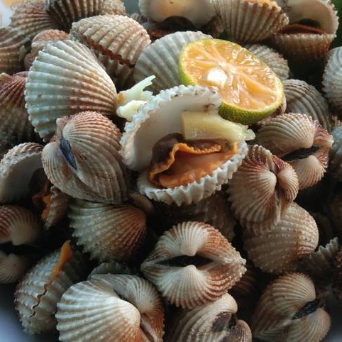 Kerang Darah